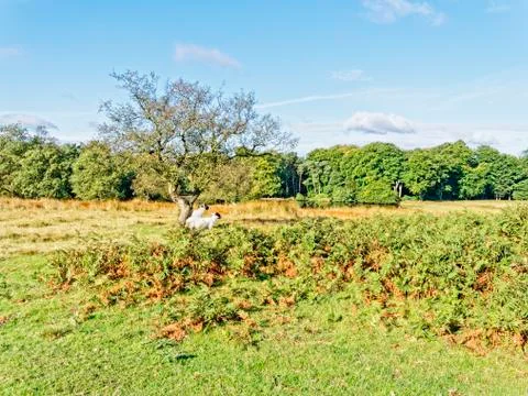 Alert sheep Stock-Fotos