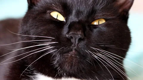 Alert Short haired black and white cat Stock Footage 252372693