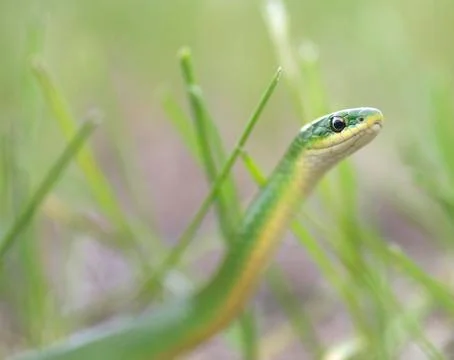 Alert smooth green snake Stock Photos