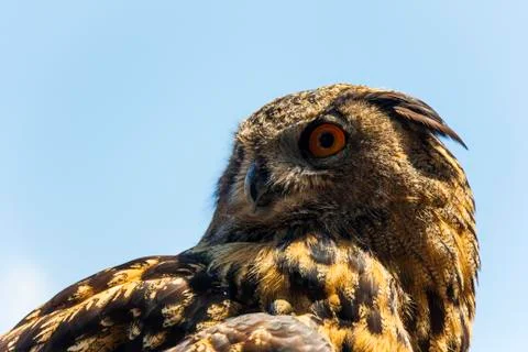 Alert spotted eagle owl Stock Photos