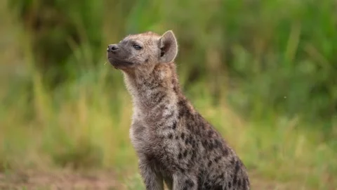 Alert Spotted Hyena Keeping Watch Across the Grasslands of Maasai Mara Stock Footage 342235547