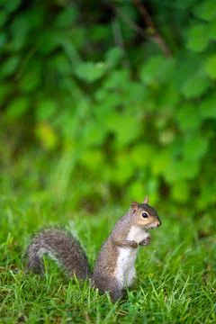 Alert Squirrel in Green Grass Stock Photos