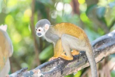 Alert Squirrel Monkey with Golden Fur on a Tree Branch. Stock Photos