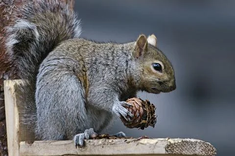 Alert squirrel with a pine cone. Foto stock