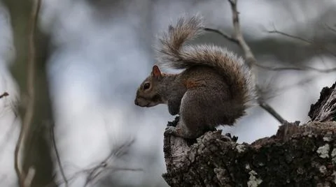 Alert squirrel sitting on tree stump Stock Photos