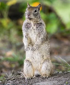 Alert squirrel standing upright on hind legs in a natural outdoor setting Fotos de archivo