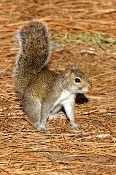 Alert Squirrel Tail Up in Air Stock-Fotos