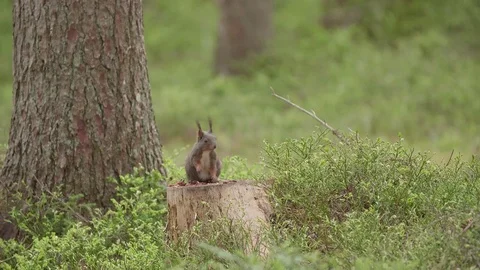 Alert  Squirrel is Trying to Snatch Something to Eat Stock Footage 108405916