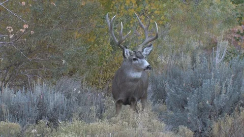 Alert Staring Mule Deer Buck Stock Footage 117655737