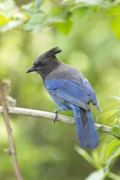 Alert stellar's Jay on branch. Stock Photos