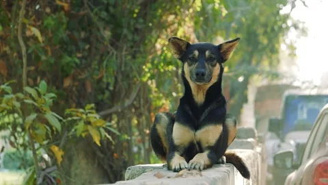Alert Street Dog Sitting on Platform  Watchful Animal Behavior in Natural E.. 스톡 동영상 331145974