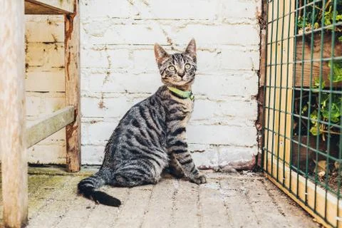 Alert striped grey tabby cat sitting watching Foto stock