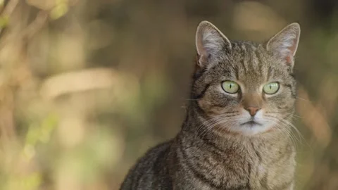 Alert Tabby Cat Looking Around Outdoors Close Up Stock Footage 337124740