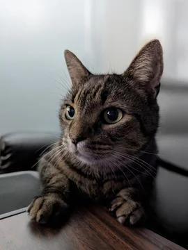 Alert Tabby Cat Looking Away in Close-Up Portrait Stock Photos