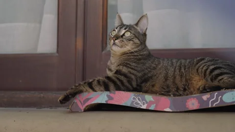 Alert tabby cat lying on a colorful bed and looking up curiously near a window Stock Footage 345024678