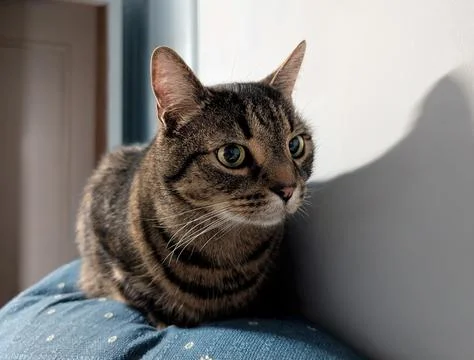 Alert Tabby Cat Resting on Couch Indoors Stock Photos