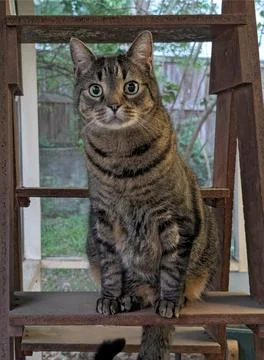 Alert Tabby Cat Sitting on a Rustic Wooden Ladder on a Back Porch Looking at Cam Stock-Fotos