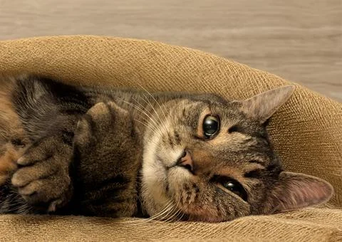 Alert Tabby Cat Stretched Out on Side with Playful Raised Paws 写真素材