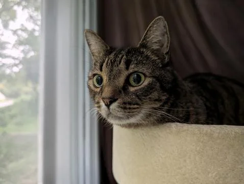 Alert tabby cat watching from a window perch 库存照片