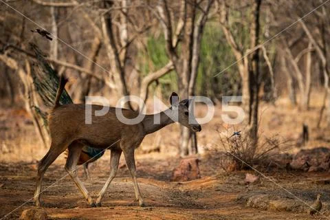 An alert tail up sambar deer or Rusa unicolor portrait in a beautiful light Stock Photos