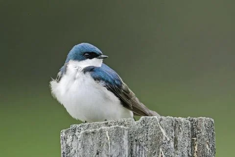 Alert tree swallow perched on a post. Stock Photos