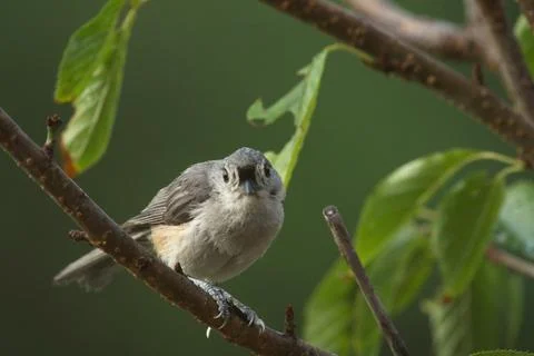 Alert Tufted Titmouse Stock Photos
