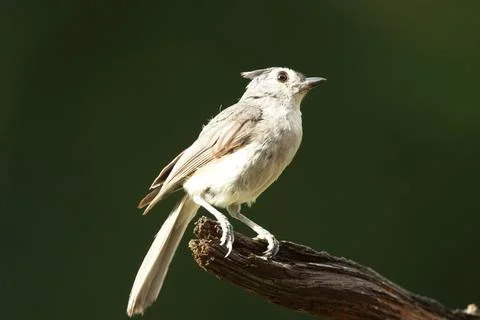 Alert Tufted Titmouse2 Stock Photos