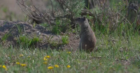 Alert Uinta ground squirrel scans surroundings before fleeing Stock Footage 341526680