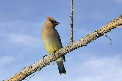 Alert waxwing on a tree branch. Stock Photos