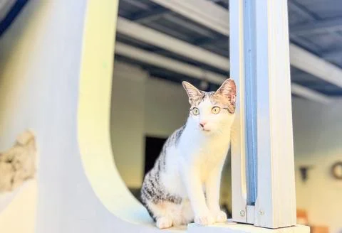 Alert White and Gray Cat Sitting on Wall Looking Away in Soft Daylight Stock Photos