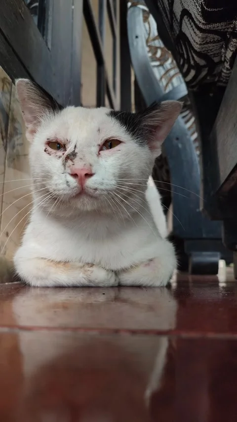 Alert White Cat Hunting Pose Stock Footage 328618021