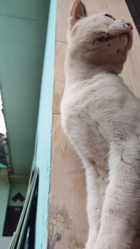 Alert White Cat Hunting Pose Stock Footage 328618038
