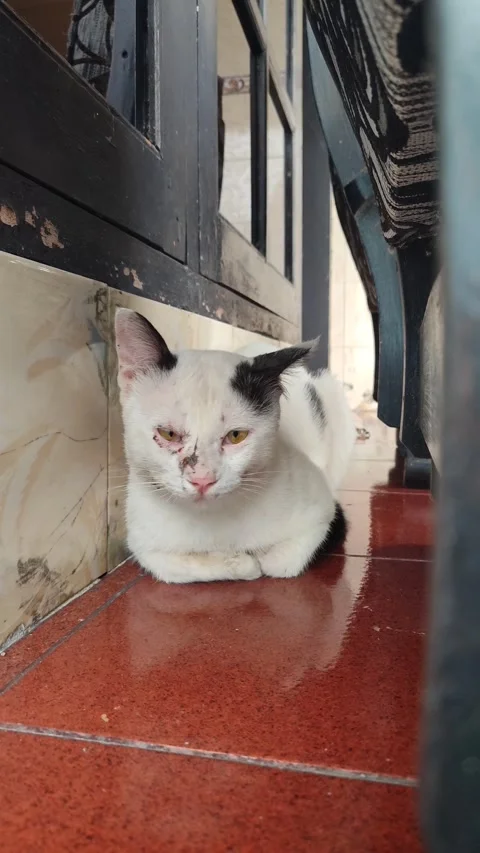 Alert White Cat Hunting Pose Stock Footage 328618039