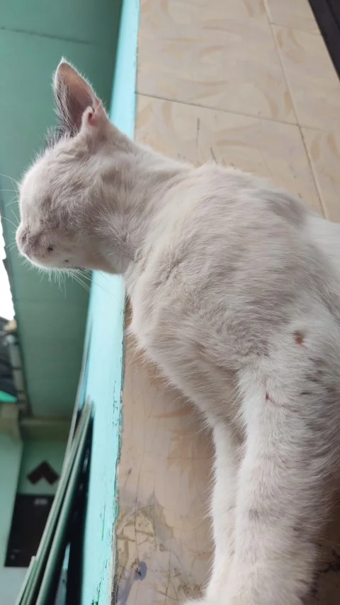 Alert White Cat Hunting Pose Stock Footage 328618056