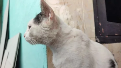 Alert White Cat Hunting Pose Stock Footage 328618059