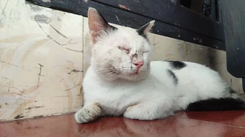 Alert White Cat Hunting Pose Stock Footage 328618067