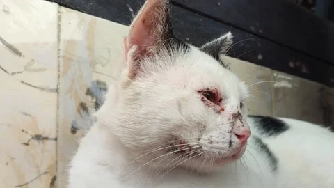 Alert White Cat Hunting Pose Stock Footage 328618080