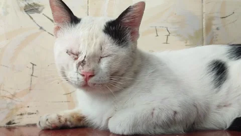 Alert White Cat Hunting Pose Stock Footage 328618100