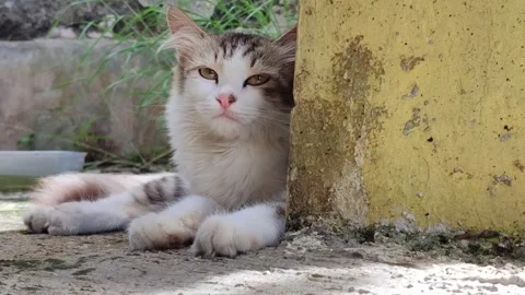 Alert White Cat Hunting Pose Stock Footage 330178444