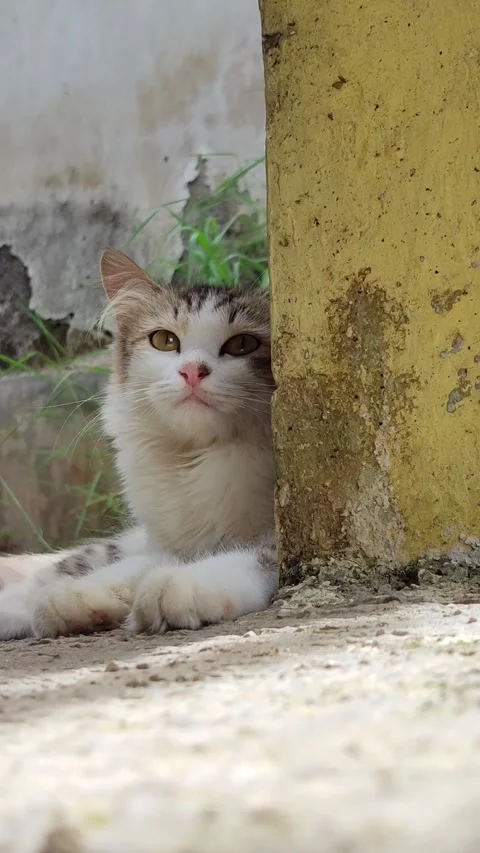 Alert White Cat Hunting Pose Stock Footage 330178454