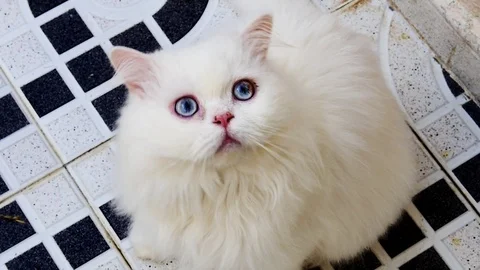 Alert white kitty Stock Footage 99227118