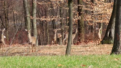 Alert white-tailed deer watching from woodland clearing 库存影片 234839242
