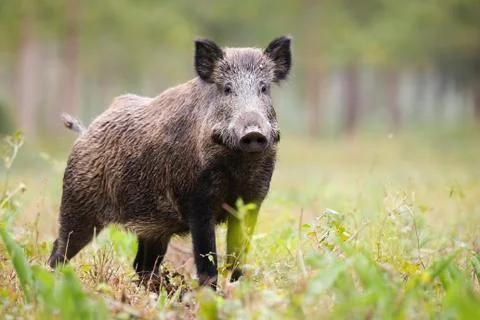 Alert wild boar looking into camera on green glade in summer Stock Photos