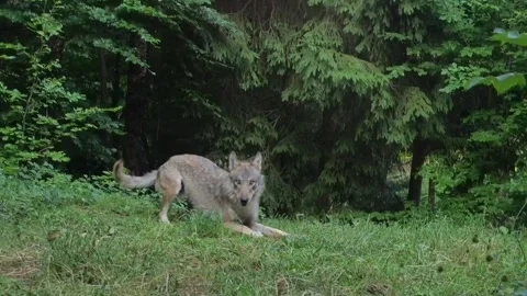 Alert Wolf Pauses and Walks Away 動画素材 344050228