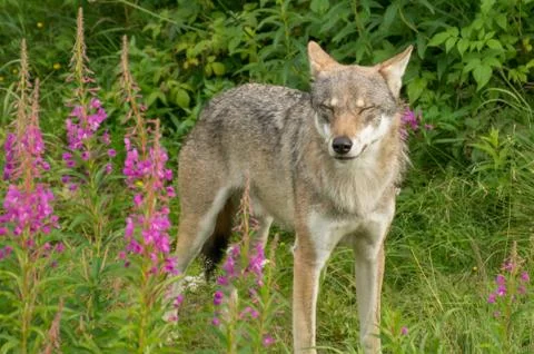 An alert wolf Stock Photos