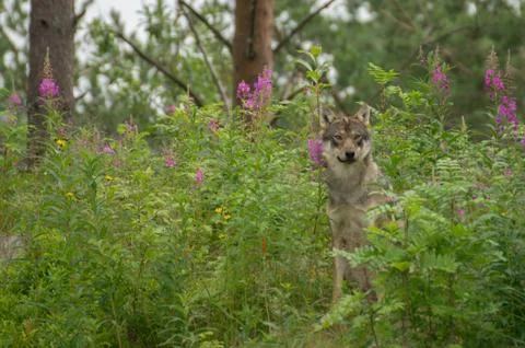 An alert wolf Stock Photos