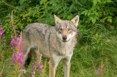 An alert wolf Stock Photos