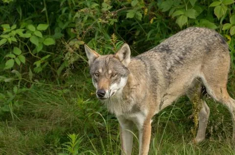 An alert wolf Foto stock