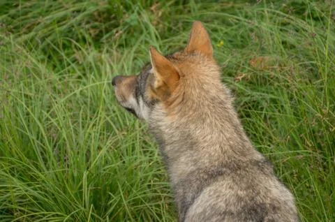 An alert wolf Stock Photos