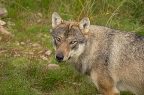 An alert wolf Stock-Fotos